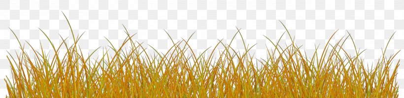 Yellow Grass Family Grass Plant, PNG, 3000x731px, Cartoon, Grass, Grass Family, Plant, Yellow Download Free