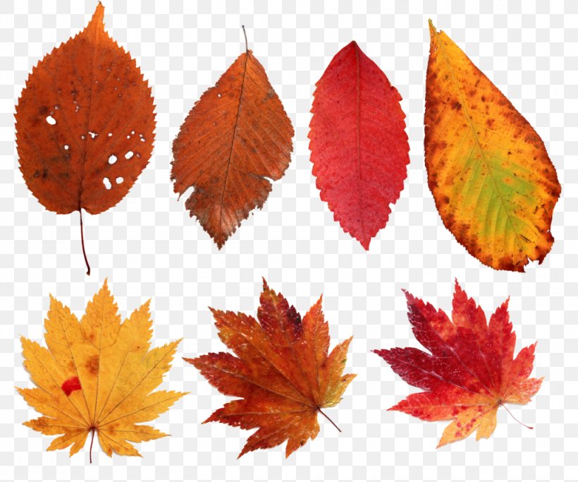 Leaf Clip Art, PNG, 1024x854px, Leaf, Autumn, Maple Leaf, Orange, Raster Graphics Download Free