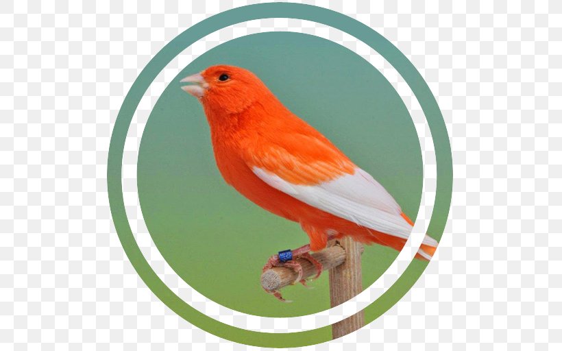 Red Factor Canary Bird Pet Nest Canary Islands, PNG, 512x512px, Red Factor Canary, Android, Atlantic Canary, Beak, Bird Download Free