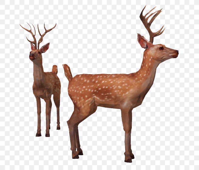 Reindeer Red Deer Elk Sika Deer, PNG, 700x700px, Reindeer, Antler, Cervinae, Chital, Deer Download Free