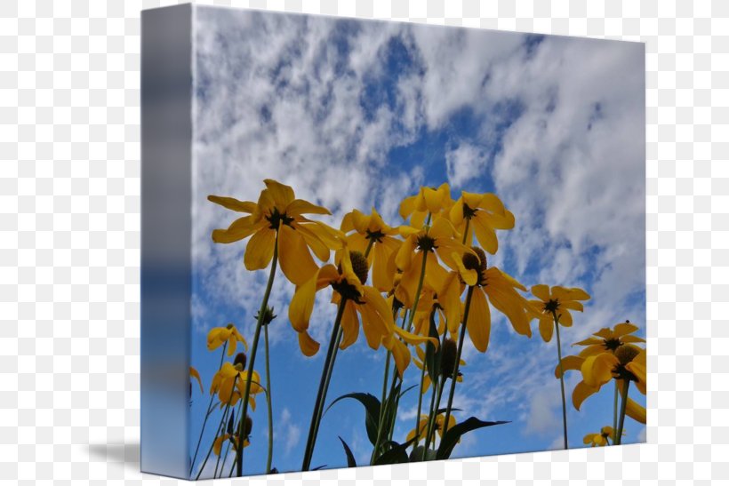 Sky Plc, PNG, 650x547px, Sky Plc, Flora, Flower, Petal, Plant Download Free