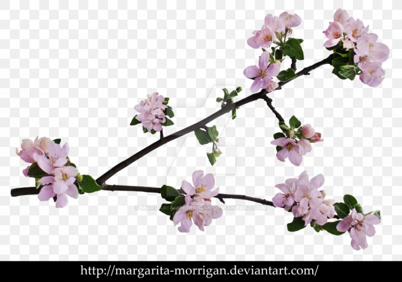 Branch Of Apple Blossoms Cherry Blossom Flower Png 900x633px Branch Apple Blossom Branch Of Apple Blossoms