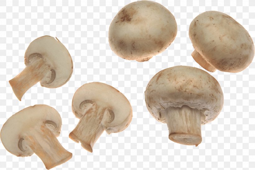 Common Mushroom, PNG, 2981x1990px, Mushroom, Agaricaceae, Agaricomycetes, Agaricus, Amanita Muscaria Download Free