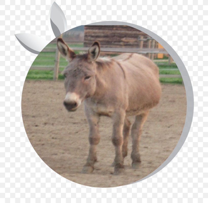 Donkey Milk Horse Asintrekking ASD Equestrian, PNG, 800x800px, Donkey, Cream, Donkey Milk, Equestrian, Fauna Download Free