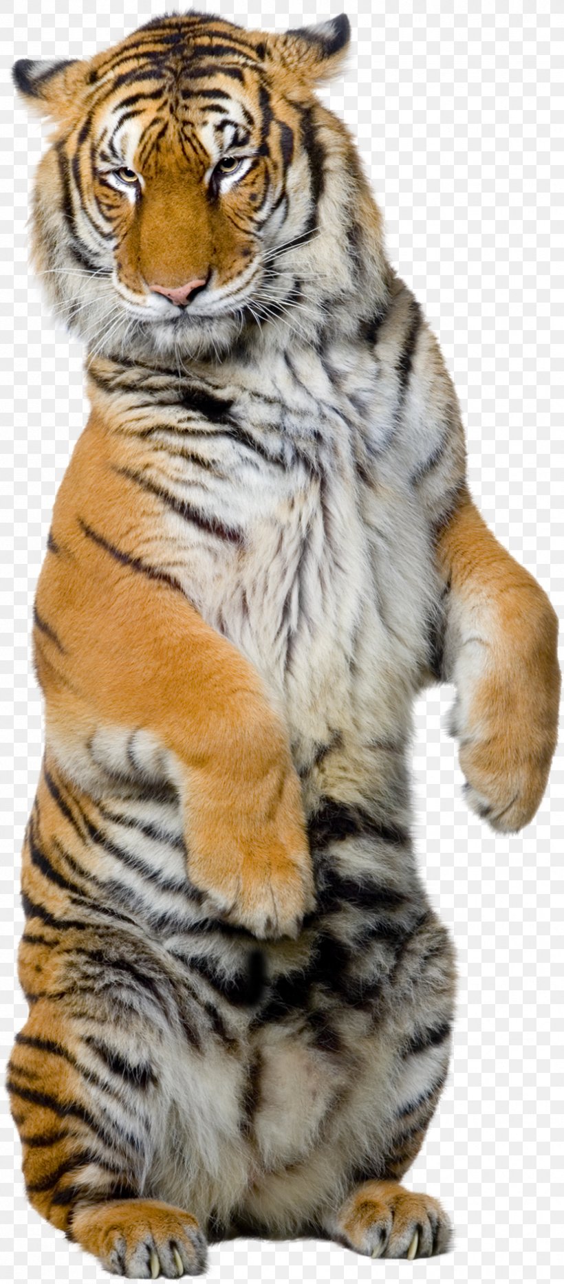 Siberian Tiger Sumatran Tiger Bengal Tiger White Tiger Illustration, PNG, 829x1888px, Siberian Tiger, Bengal Tiger, Big Cats, Carnivoran, Carnivore Download Free