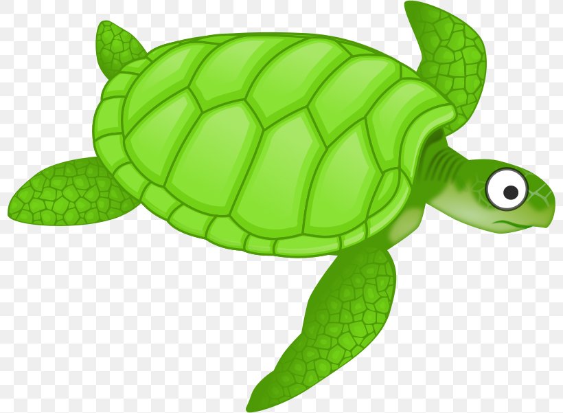 Green Sea Turtle Clip Art, PNG, 798x601px, Turtle, Animal, Caretta, Emydidae, Fauna Download Free