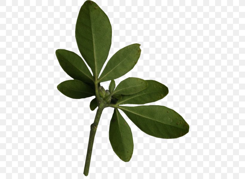 Leaf Plant Leaves, PNG, 449x600px, Leaf, Animation, Bit, Blog, Branch Download Free