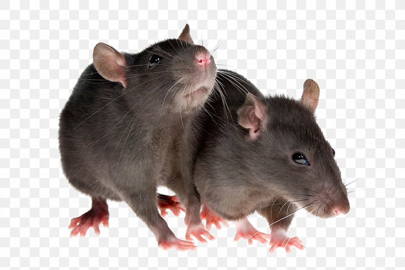 Rodent Mouse Brown Rat Black Rat Pest Control, PNG, 1200x800px, Rodent, Black Rat, Brown Rat, Cat, Fancy Rat Download Free