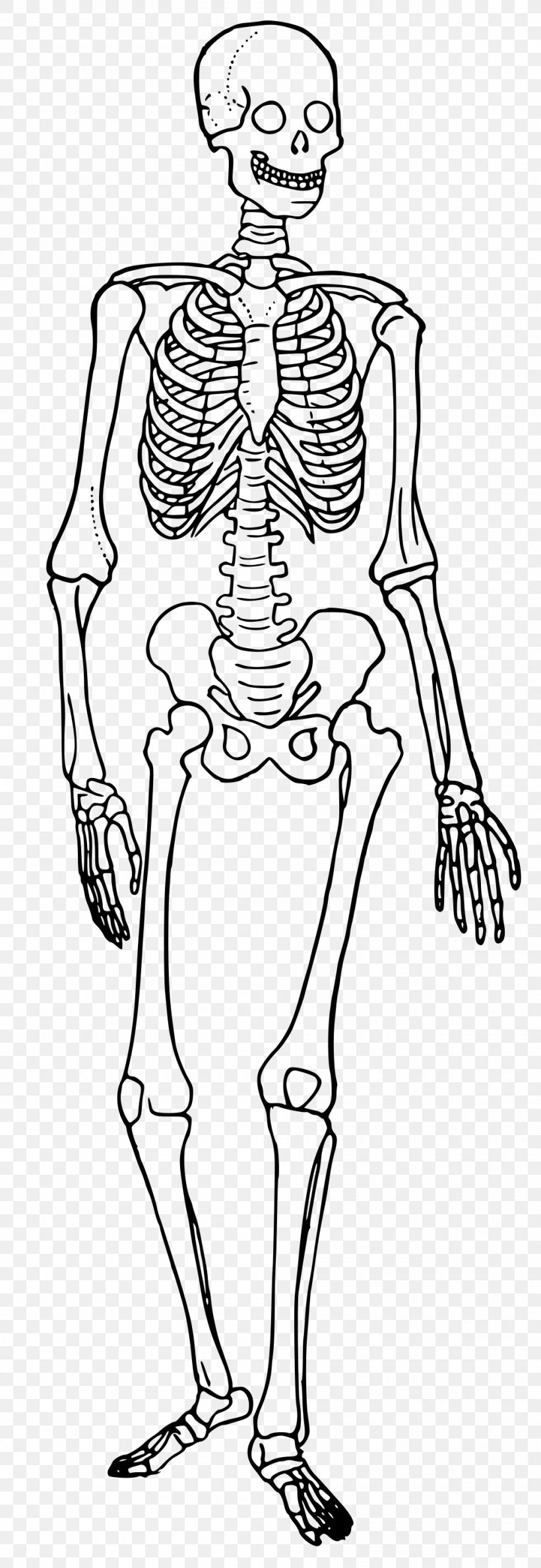 The Skeletal System Human Skeleton Human Body Diagram Bone, PNG, 1000x2898px, Watercolor, Cartoon, Flower, Frame, Heart Download Free