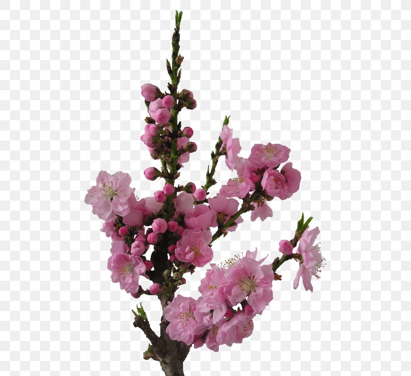 Floral Design, PNG, 750x750px, Floral Design, Birdandflower Painting, Blossom, Branch, Cherry Blossom Download Free