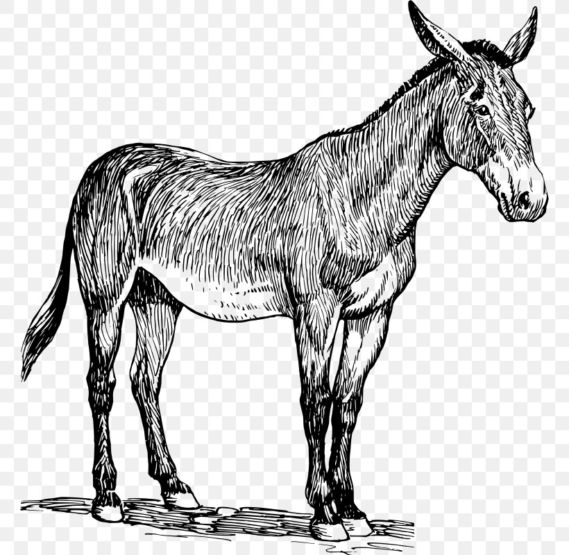 Mule Donkey Clip Art, PNG, 762x800px, Mule, Black And White, Book Illustration, Colt, Donkey Download Free