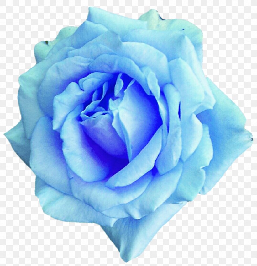 Centifolia Roses Blue Rose Flower Garden Roses, PNG, 879x909px, Centifolia Roses, Aqua, Blue, Blue Flower, Blue Rose Download Free