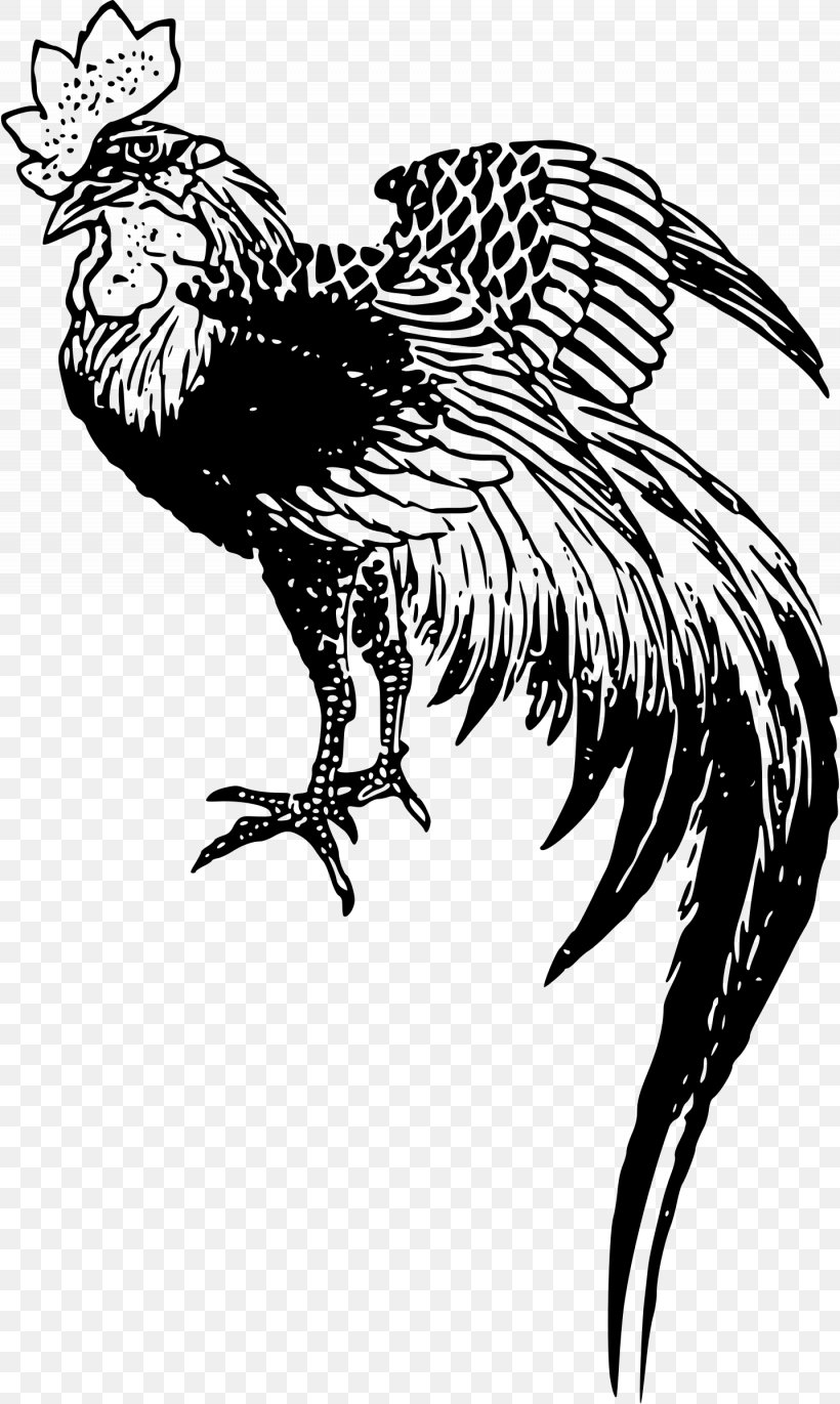 Chicken Rooster Drawing, PNG, 1435x2400px, Chicken, Beak, Bird, Bird Of Prey, Black And White Download Free