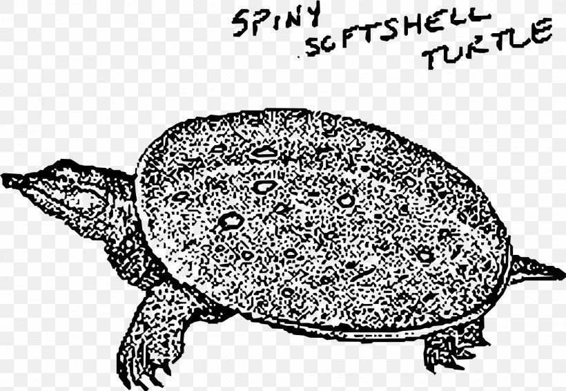 Sea Turtle Reptile Tortoise Clip Art, PNG, 2062x1425px, Turtle, Beak, Black And White, Box Turtle, Chinese Softshell Turtle Download Free
