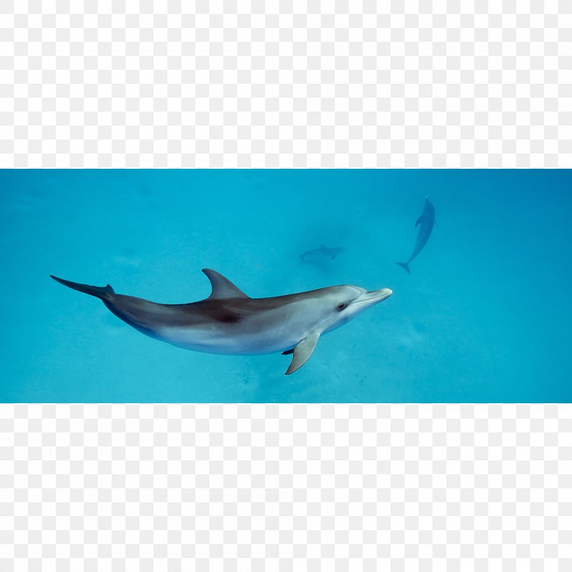 Spinner Dolphin Common Bottlenose Dolphin Short-beaked Common Dolphin Wholphin Rough-toothed Dolphin, PNG, 1000x1000px, Spinner Dolphin, Aqua, Bottlenose Dolphin, Canvas Print, Cetacea Download Free