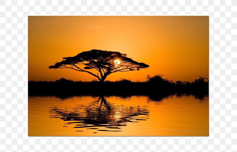 Wattles Tree Africa Sunset Wall Decal, PNG, 635x526px, Wattles, Africa, Calm, Dawn, Gum Arabic Download Free