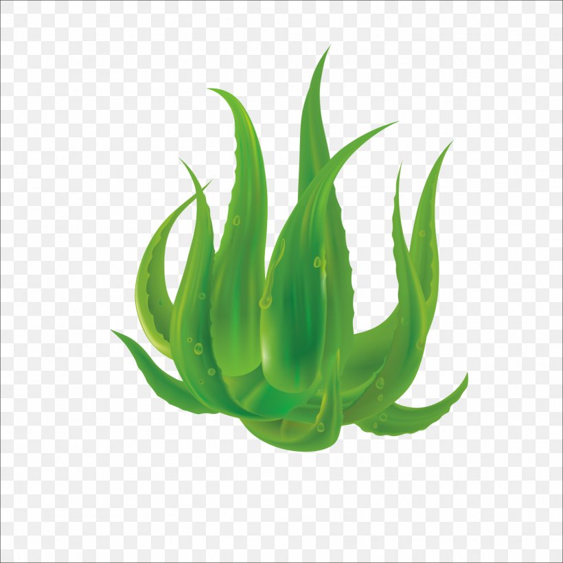 Aloe Vera Plant Download, PNG, 1773x1773px, Aloe Vera, Aloe, Face, Formaldehyde, Grass Download Free