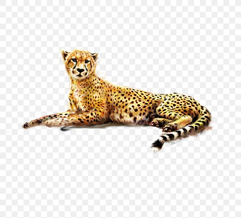 Cheetah Felinae African Leopard, PNG, 817x743px, Cheetah, Acinonyx, Animal, Big Cat, Big Cats Download Free