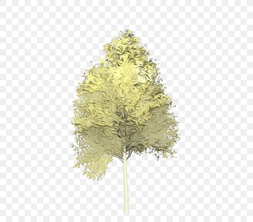 Family Tree Background, PNG, 720x720px, Larch, Branch, Canoe Birch, Family, Flower Download Free