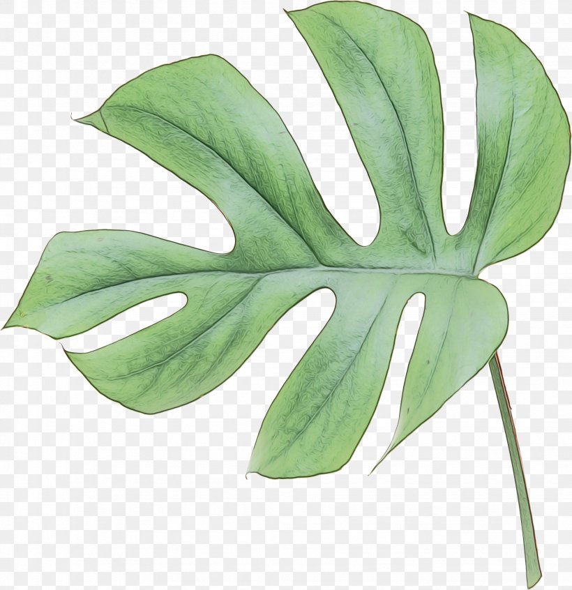 Family Tree Background, PNG, 1944x2007px, Leaf, Alismatales, Arum Family, Flower, Monstera Deliciosa Download Free