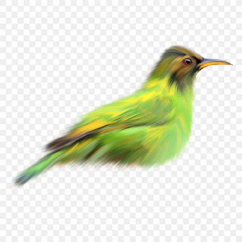 Bird Finch Green, PNG, 950x950px, Bird, Beak, Coraciiformes, Fauna, Feather Download Free