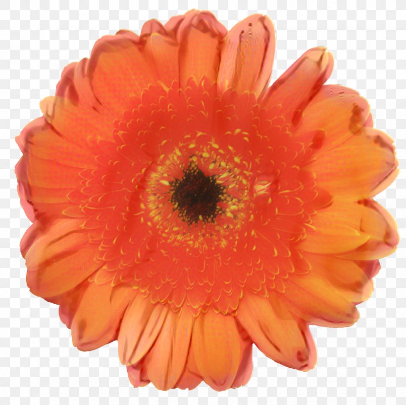 Bouquet Of Flowers, PNG, 1029x1024px, Flower, Artificial Flower, Asterales, Barberton Daisy, Calendula Download Free