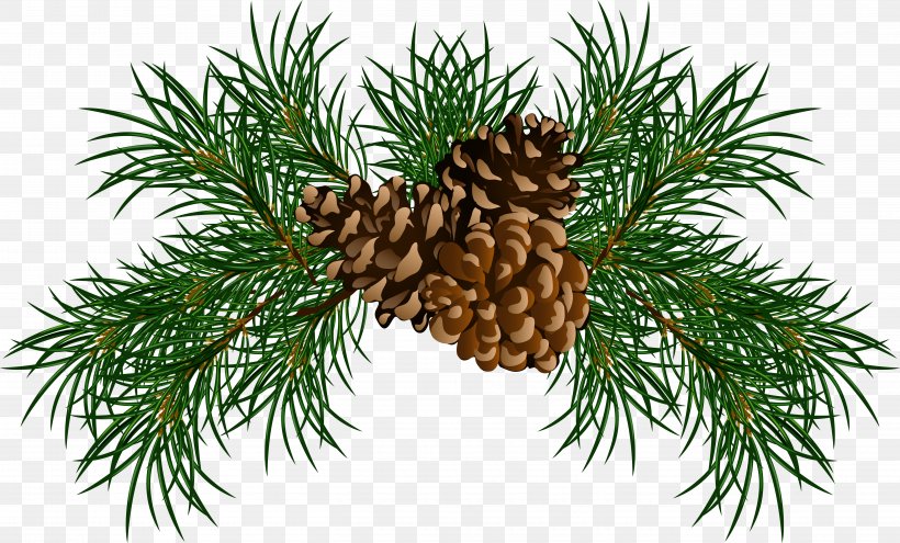 Conifer Cone Stone Pine Clip Art, PNG, 5451x3293px, Conifer Cone, Branch, Christmas Decoration, Christmas Ornament, Conifer Download Free
