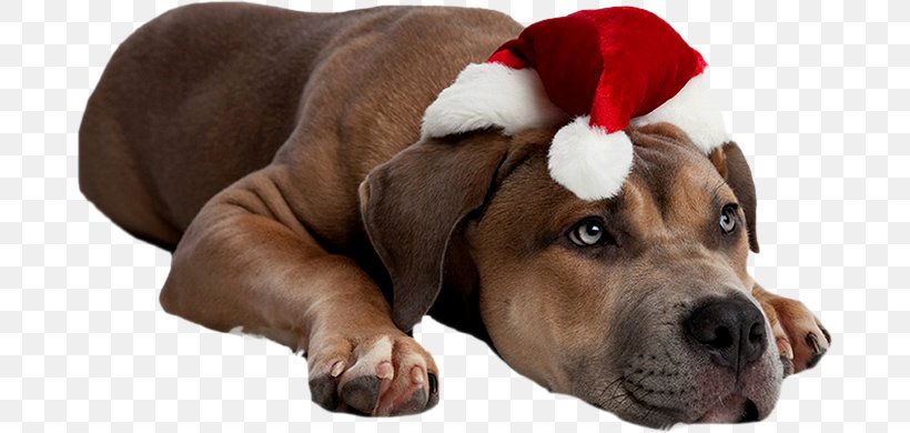 Dog Breed Puppy Clip Art, PNG, 682x390px, Dog Breed, Breed, Carnivoran, Christmas Stockings, Dog Download Free
