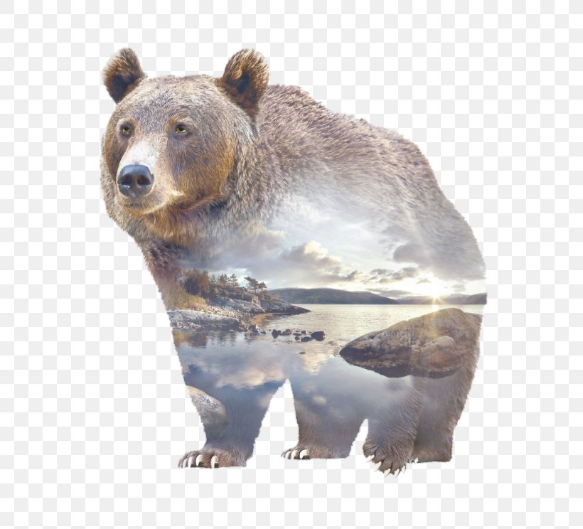 Grizzly Bear Polar Bear Gray Wolf, PNG, 700x744px, Grizzly Bear, American Black Bear, Animal, Art, Bear Download Free