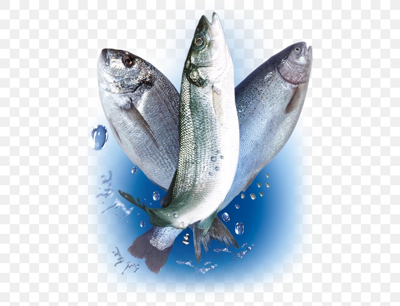 Sardine Fish Products Oily Fish Aquaculture Fishery, PNG, 494x628px, Sardine, Animal Source Foods, Aquaculture, Coho, Eurasia Download Free