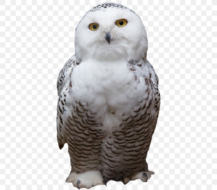 Snowy Owl Bird Mouse Clip Art, PNG, 395x720px, Owl, Animal, Barn Owl, Barred Owl, Beak Download Free