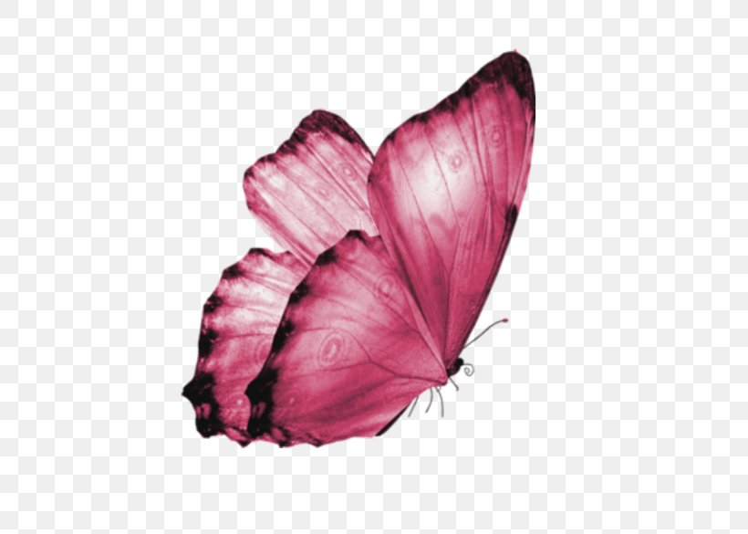 Butterfly, PNG, 480x585px, Butterfly, Arthropod, Insect, Invertebrate, Magenta Download Free