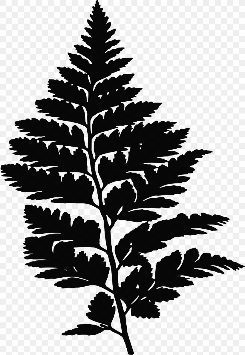 Fern Silhouette Leaf Drawing, PNG, 1560x2263px, Fern, Black And White, Branch, Drawing, Frond Download Free