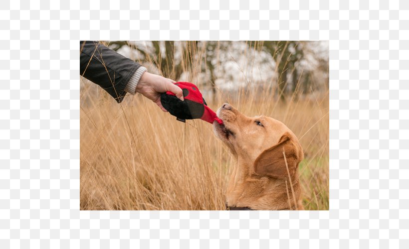 Golden Retriever Hunting Dog Dog Breed, PNG, 500x500px, Golden Retriever, Breed, Dog, Dog Breed, Dog Like Mammal Download Free