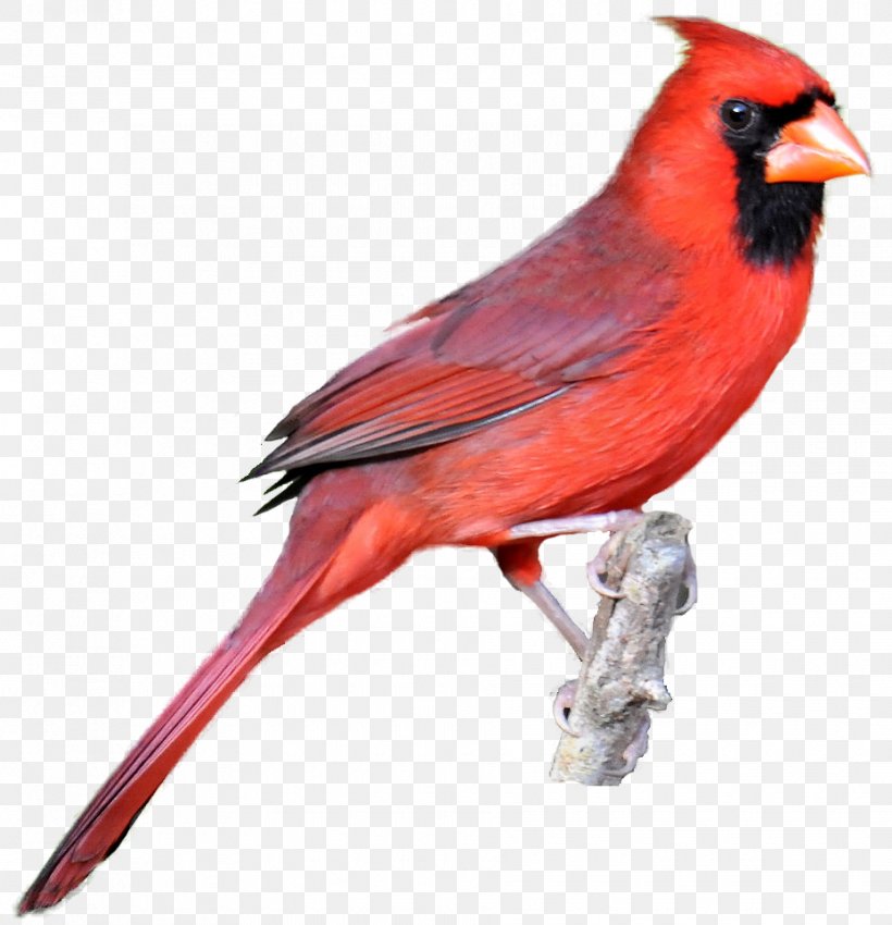Northern Cardinal Bird Drawing Clip Art, PNG, 930x965px, Northern Cardinal, Beak, Bird, Cardinal, Cardinalis Download Free