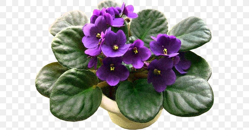 African Violet Sky Plant Flower Seed, PNG, 590x428px, African Violet, African Violets, Bird Of Paradise Flower, Color, Cultivar Download Free