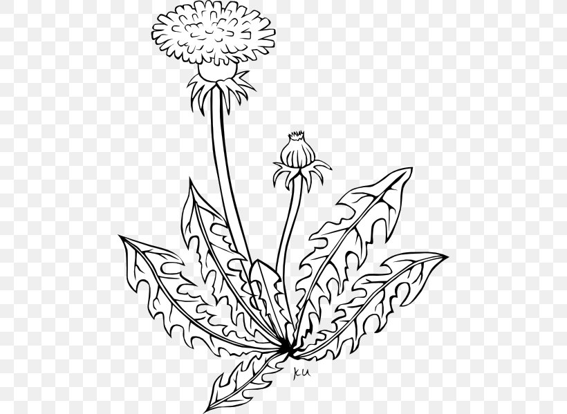 Common Dandelion Coloring Book Flower Clip Art, PNG, 480x599px, Common Dandelion, Area, Black, Black And White, Branch Download Free