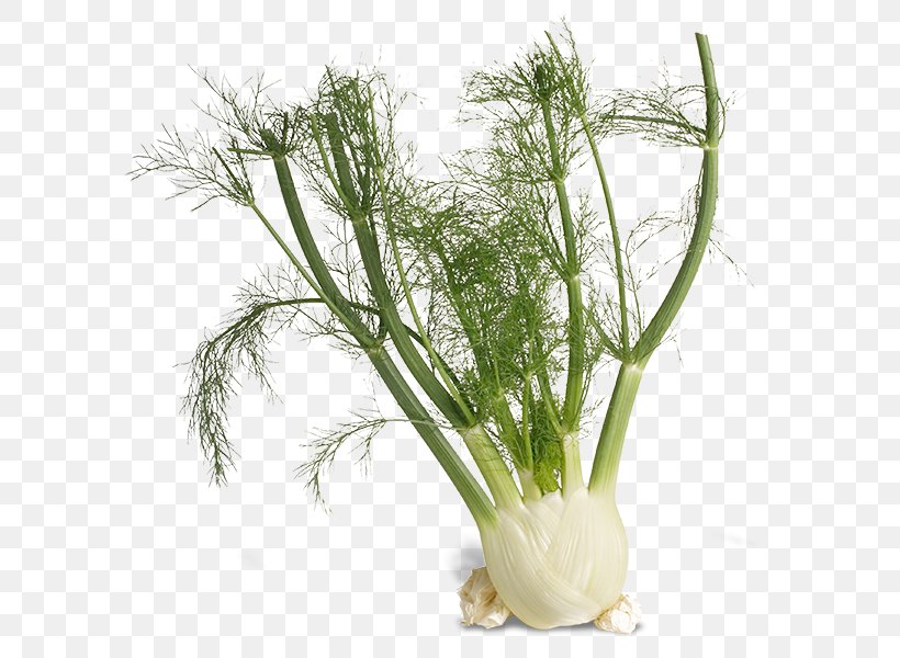 Fennel Mediterranean Cuisine Liquorice Anise Herb, PNG, 600x600px, Fennel, Anise, Brassica Oleracea, Curry, Flowerpot Download Free