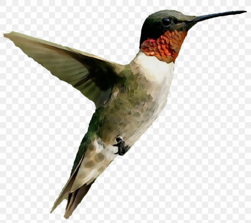 Ruby-throated Hummingbird Clip Art Trochilinae Image, PNG, 900x802px, Bird, Annas Hummingbird, Art, Beak, Blackchinned Hummingbird Download Free