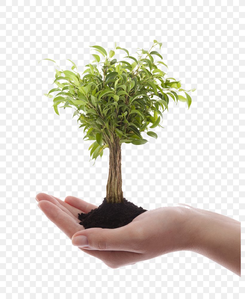 Stock Photography Tree Bonsai, PNG, 793x1000px, Stock Photography, Alamy, Bonsai, Can Stock Photo, Depositphotos Download Free
