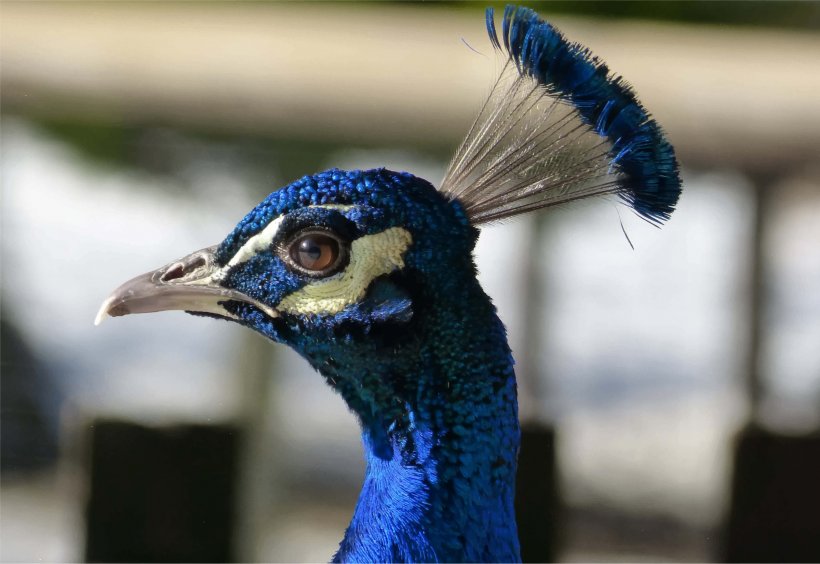 Bird Asiatic Peafowl Feather Beak, PNG, 2399x1651px, Bird, Animal, Asiatic Peafowl, Beak, Closeup Download Free