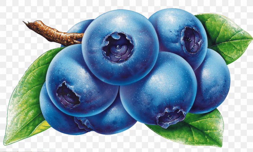 Clip Art Blueberry Bilberry, PNG, 850x510px, Blueberry, Berry, Bilberry, Blueberry Tea, Damson Download Free