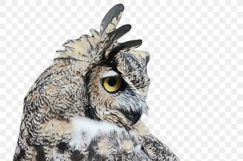 Owl Bird Eastern Screech Owl Bird Of Prey Great Horned Owl, PNG, 2000x1332px, Watercolor, Bird, Bird Of Prey, Eastern Screech Owl, Great Grey Owl Download Free