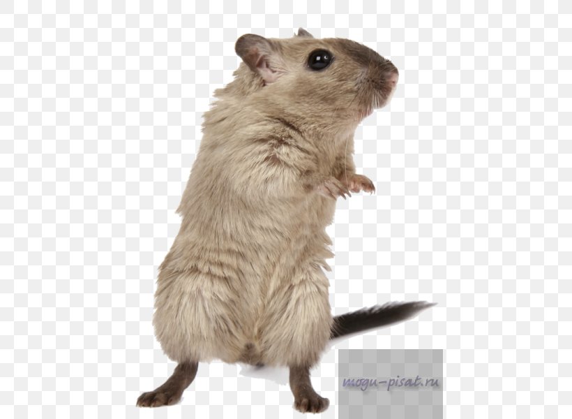 Rodent Hamster Brown Rat Mouse Mongolian Gerbil, PNG, 450x600px, Rodent, Animal, Brown Rat, Degu, Fauna Download Free