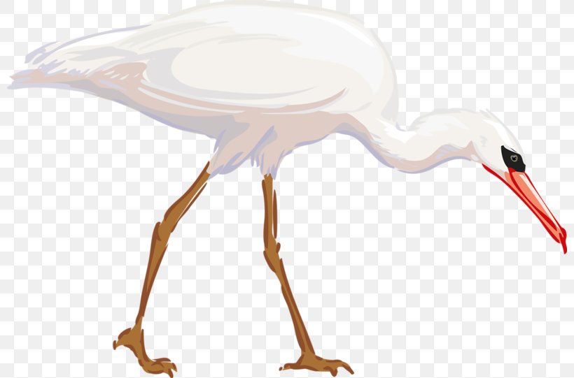 Heron Bird Great Egret Clip Art, PNG, 800x541px, Heron, Beak, Bird, Cattle Egret, Crane Like Bird Download Free