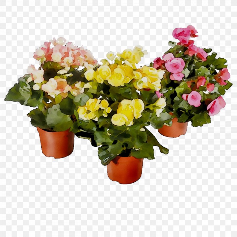 Houseplant Plants Flower Elatior Begonia, PNG, 1476x1476px, Houseplant, African Violets, Annual Plant, Artificial Flower, Begonia Download Free