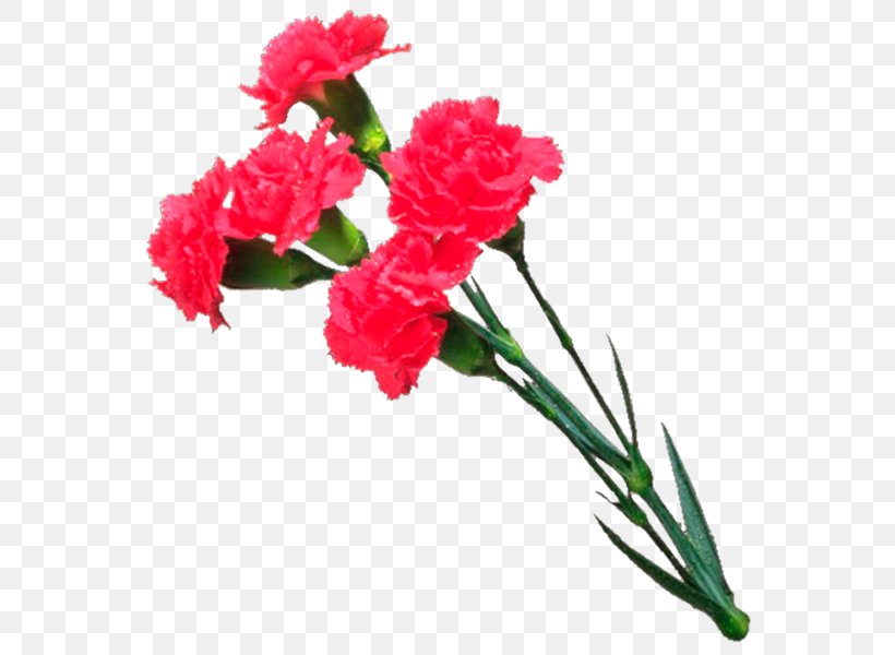 تهنئة YouTube Cut Flowers, PNG, 600x600px, Youtube, Annual Plant, Artificial Flower, Carnation, Congratulations Download Free