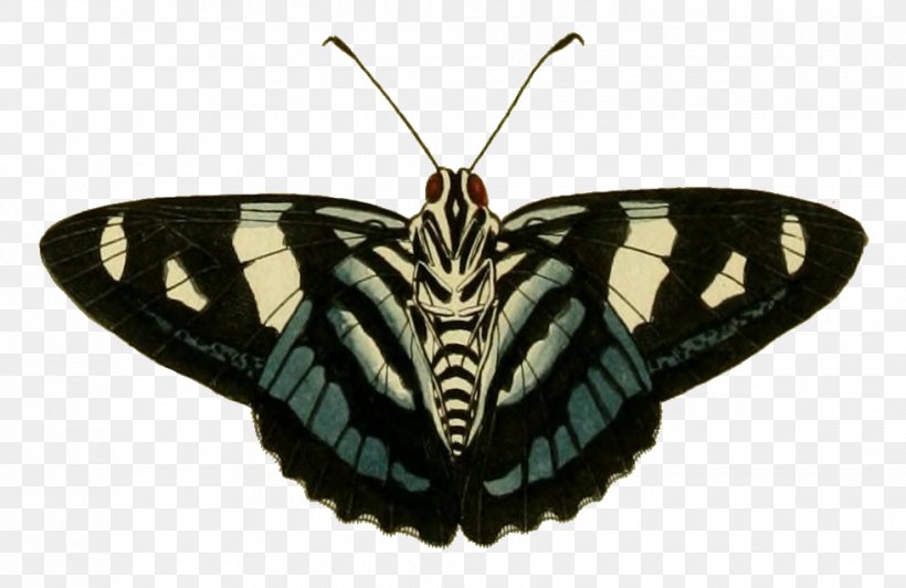 Butterfly Insect Moth Pollinator Invertebrate, PNG, 980x636px, Butterfly, Arthropod, Brush Footed Butterfly, Butterflies And Moths, Insect Download Free