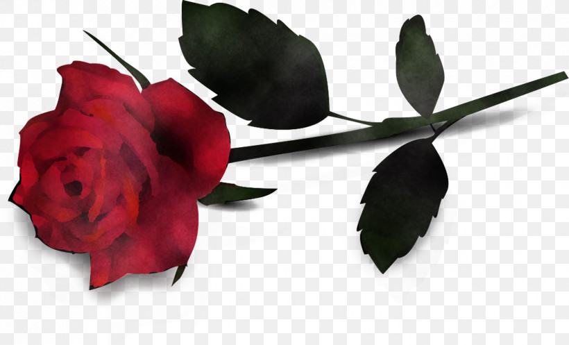 Garden Roses, PNG, 1650x1001px, Flower, Floribunda, Garden Roses, Leaf, Pedicel Download Free