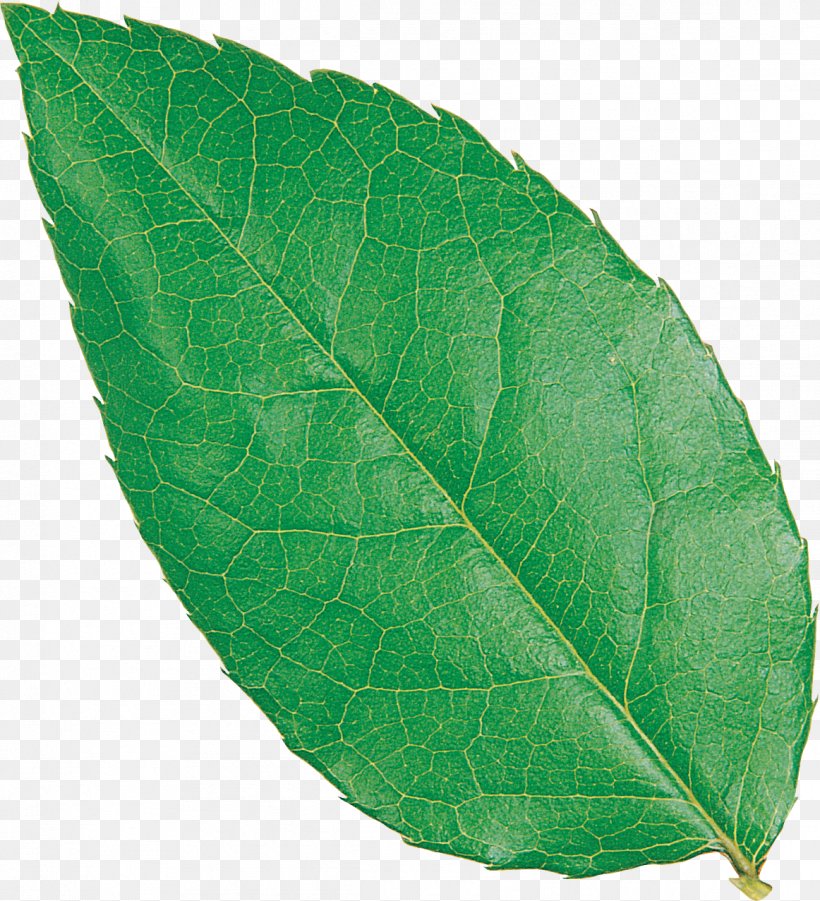 Leaf .net Download Plant Pathology Image, PNG, 1162x1277px, Leaf, Mobi, Net, Pathology, Plant Download Free